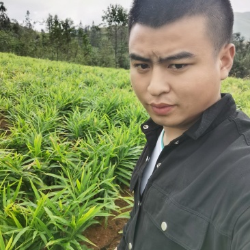 贵州二黄姜
