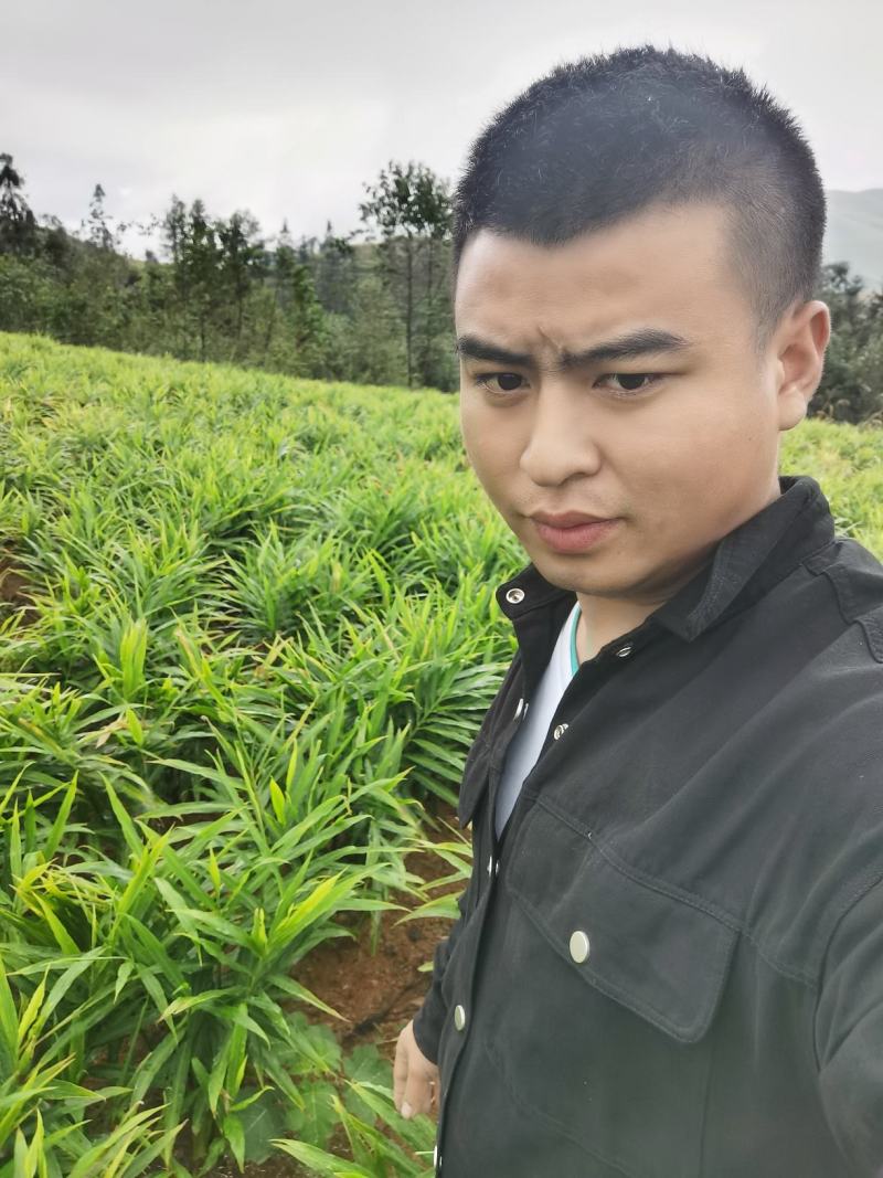 贵州二黄姜