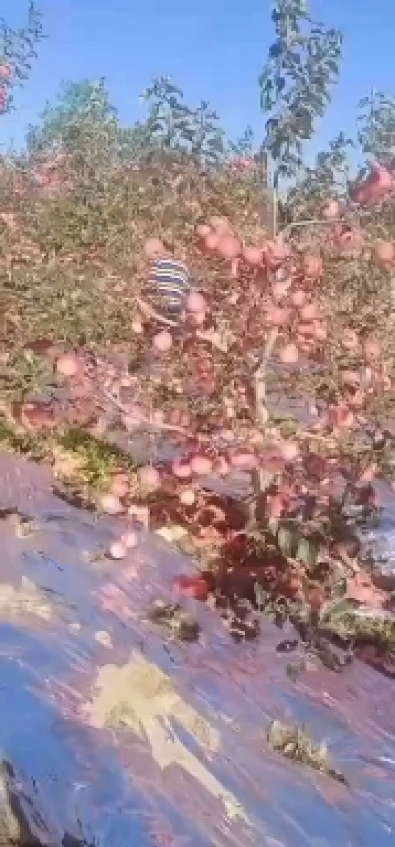辽宁寒富苹果上市了