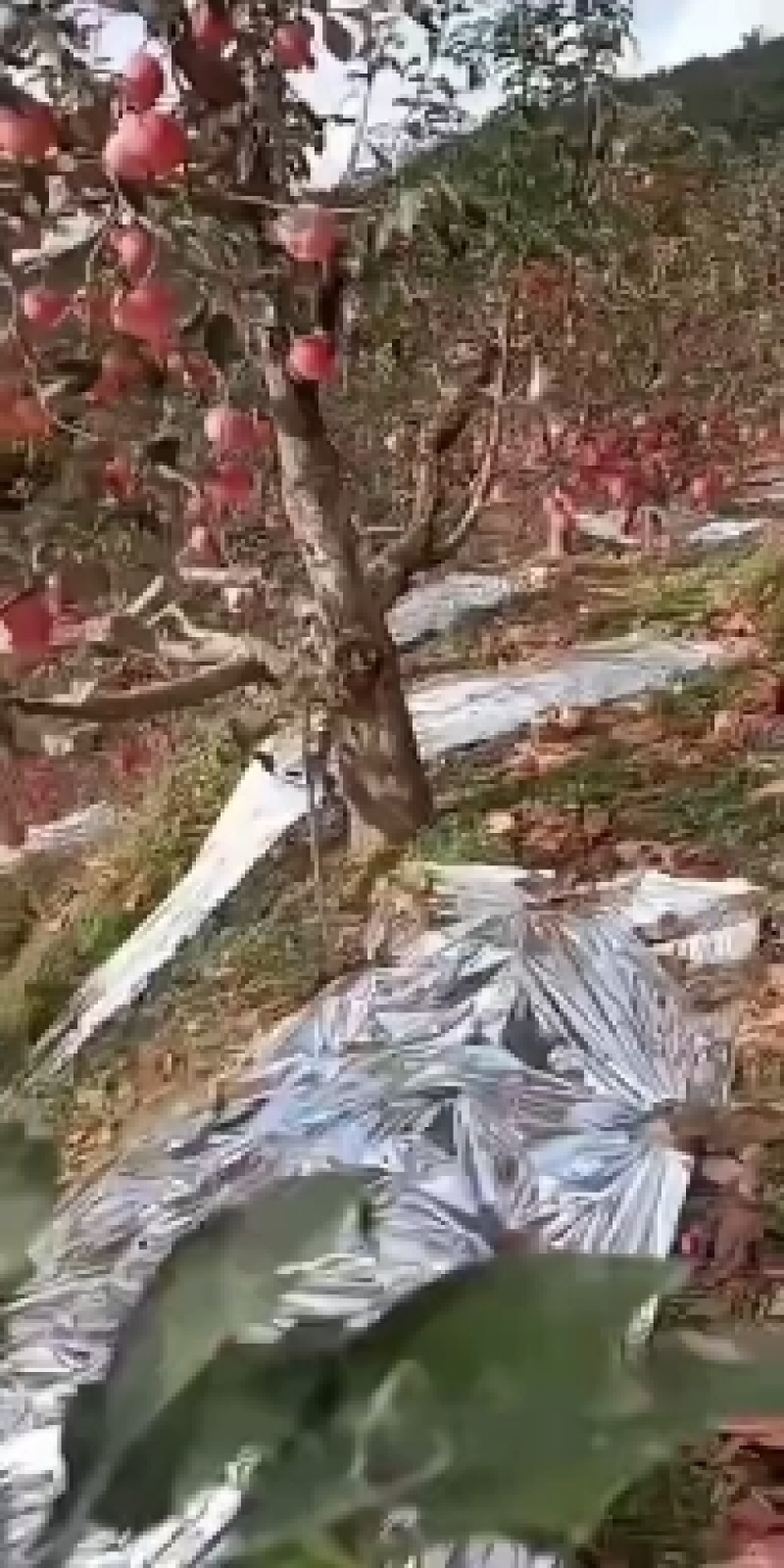 辽宁寒富苹果上市了