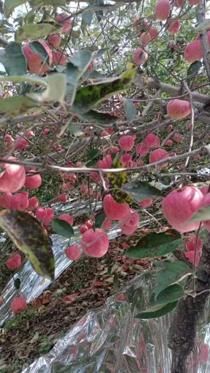 辽宁寒富苹果上市了