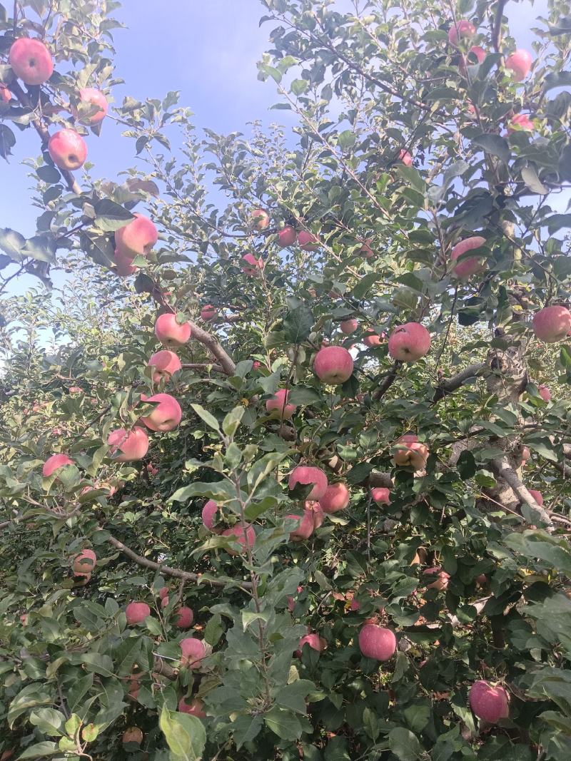 辽宁寒富苹果上市了