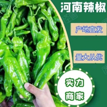 【精品】鲜辣椒，泡椒，薄皮辣椒，螺丝椒，线椒大量供应中，