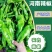 【精品】鲜辣椒，泡椒，薄皮辣椒，螺丝椒，线椒大量供应中，