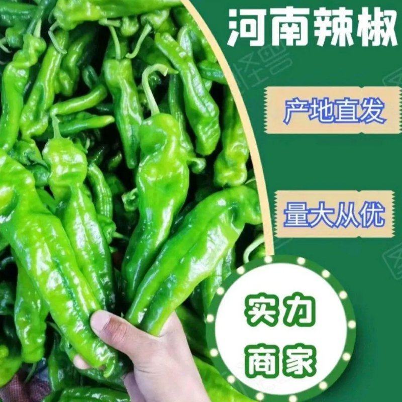 【精品】鲜辣椒，泡椒，薄皮辣椒，螺丝椒，线椒大量供应中，