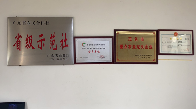 广东-电白【正宗】千禧圣女果产地直供：电商平台、社区团购