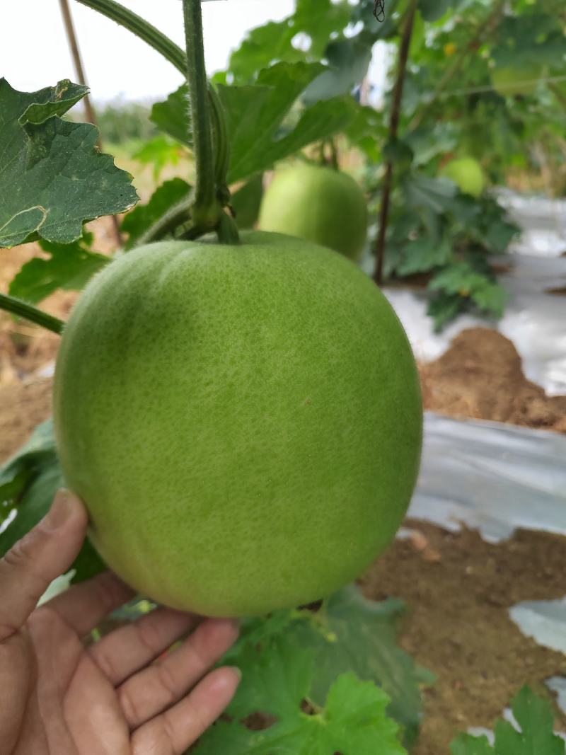 新品香芋冬瓜大量上市，欢迎新老客户！
