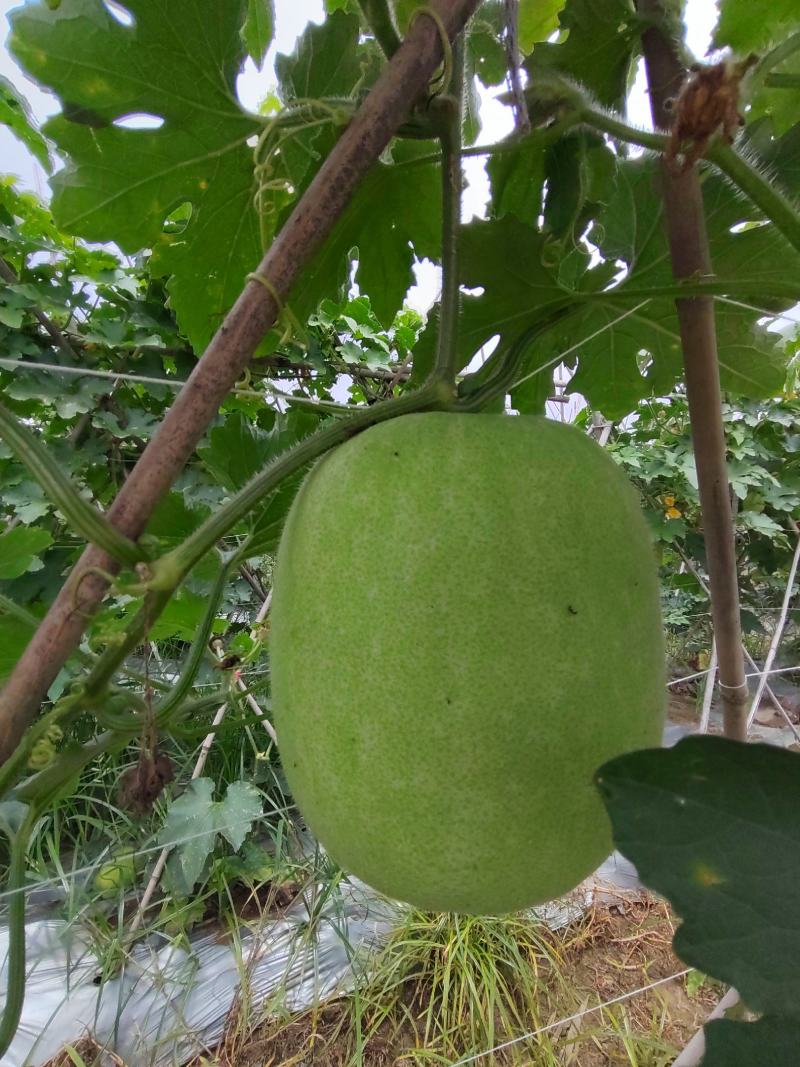 新品香芋冬瓜大量上市，欢迎新老客户！