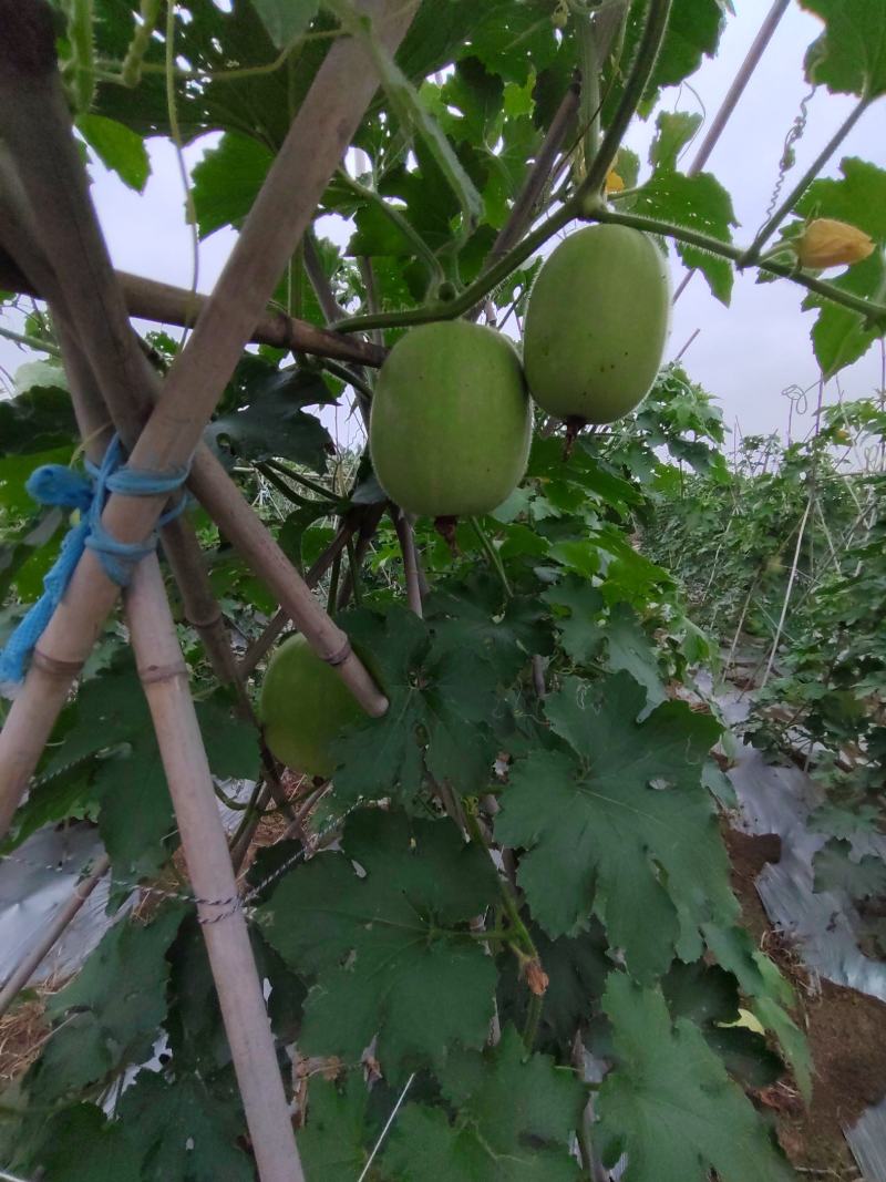 新品香芋冬瓜大量上市，欢迎新老客户！