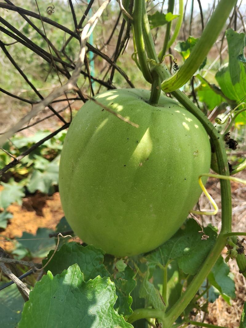 新品香芋冬瓜大量上市，欢迎新老客户！