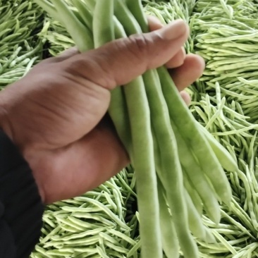 小金豆