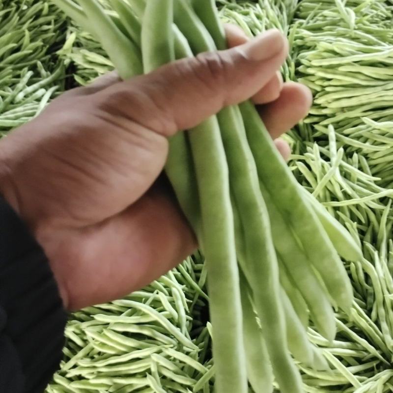 小金豆