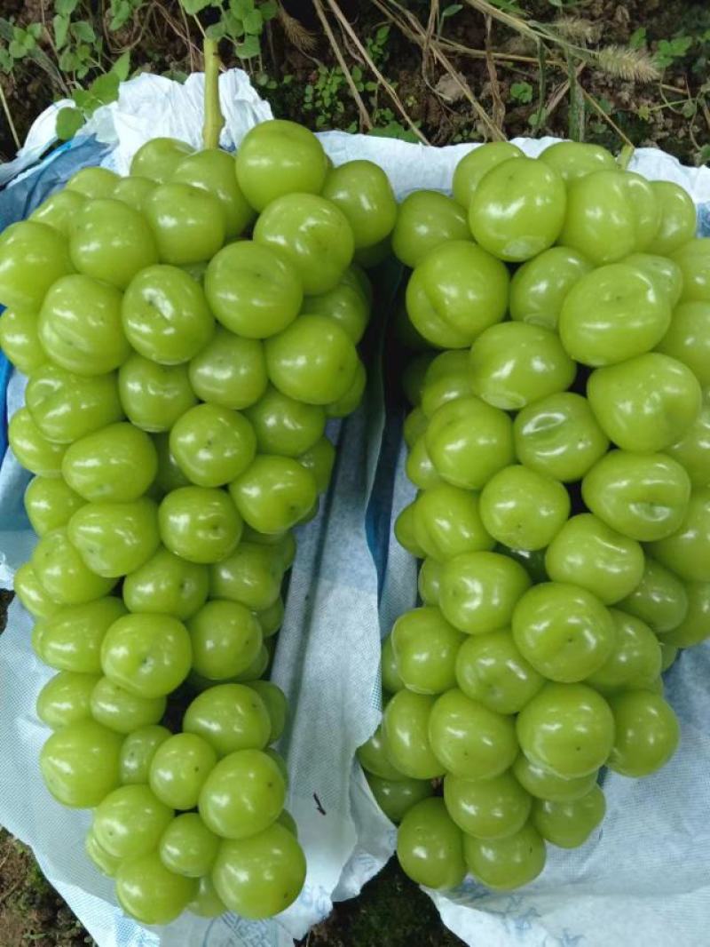 冷库储存阳光玫瑰葡萄