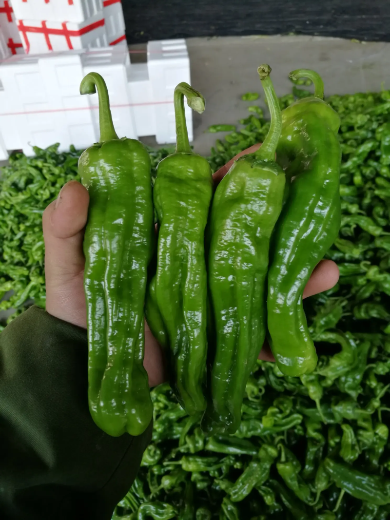 【优质货源】砀山薄皮椒鲜辣椒产地速发新鲜上市对接档口商超