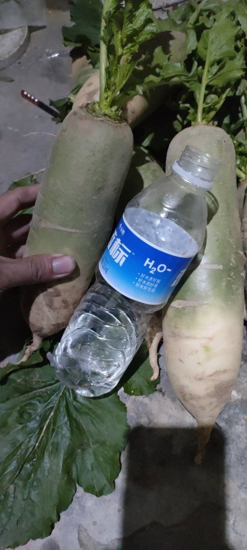 水果萝卜