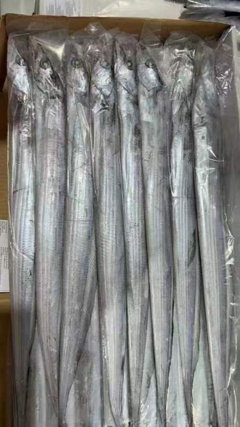 带鱼大量批发100件起批全国各地冷链直发质量保证精品
