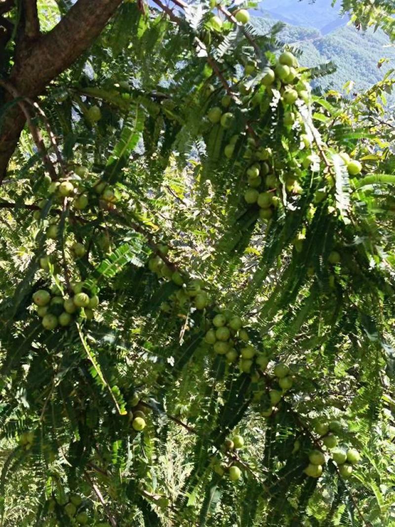 云南滇橄榄（牛甘果，余甘子）大量供应工厂榨汁货市场流通货
