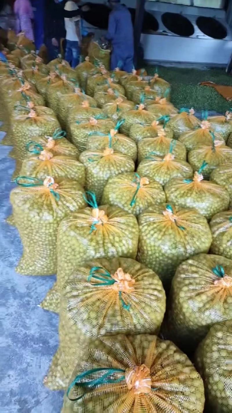 云南滇橄榄（牛甘果，余甘子）大量供应工厂榨汁货市场流通货