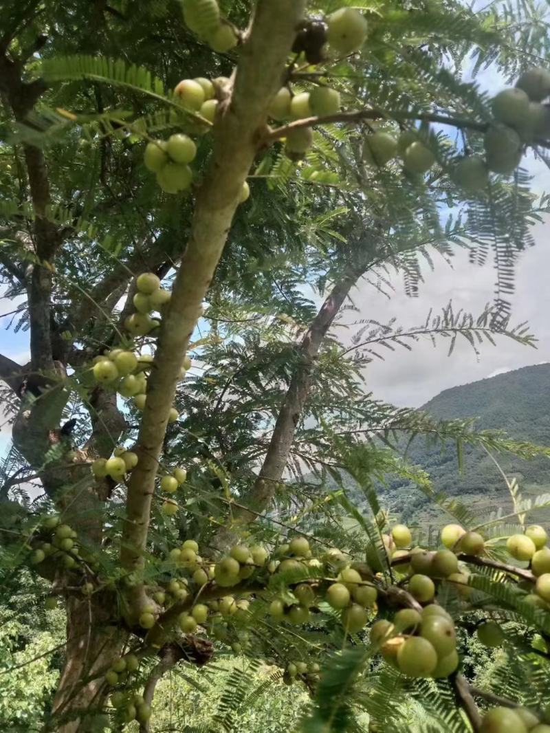 云南滇橄榄（牛甘果，余甘子）大量供应工厂榨汁货市场流通货