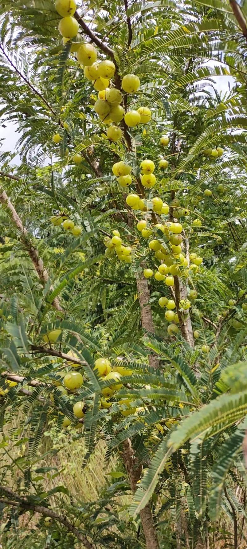 云南滇橄榄（牛甘果，余甘子）大量供应工厂榨汁货市场流通货