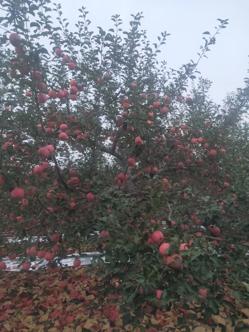 大量供应晚熟红富士苹果