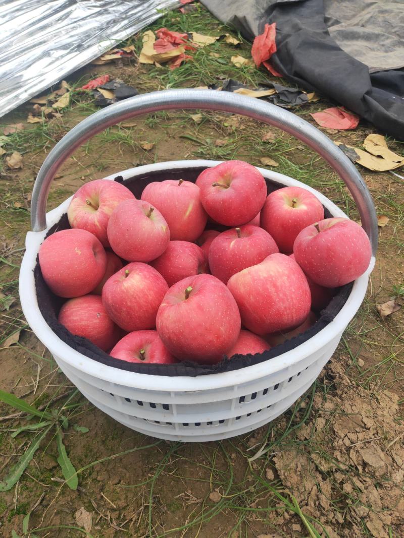 大量供应晚熟红富士苹果