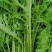 【雪里红】湖北荆门大量上市工厂货市场货都有可视频看货