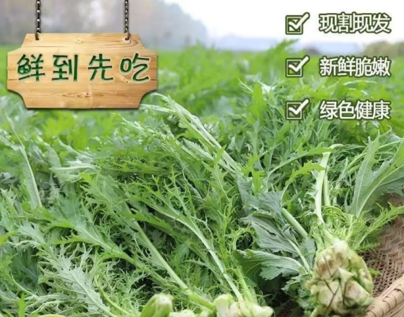 【雪里红】湖北荆门大量上市工厂货市场货都有可视频看货