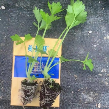 芹菜苗西芹苗法国皇后西芹穴盘苗现货直发