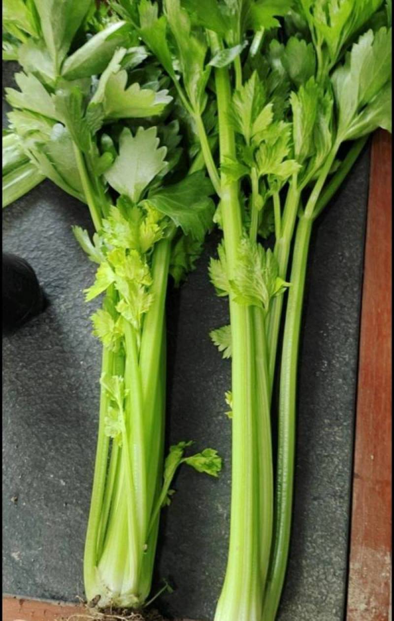 芹菜苗西芹苗法国皇后西芹穴盘苗现货直发