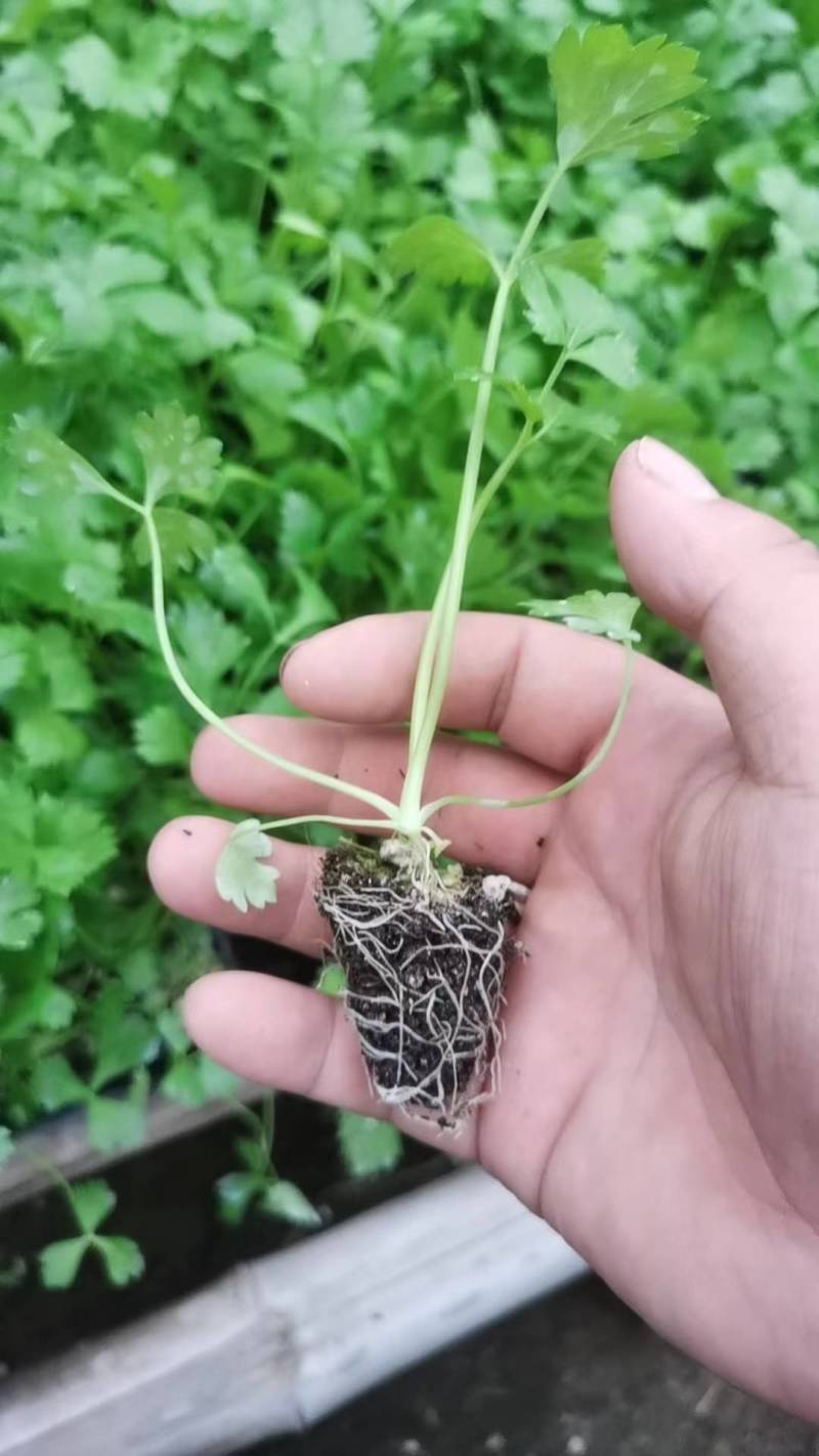 芹菜苗西芹苗法国皇后西芹穴盘苗现货直发