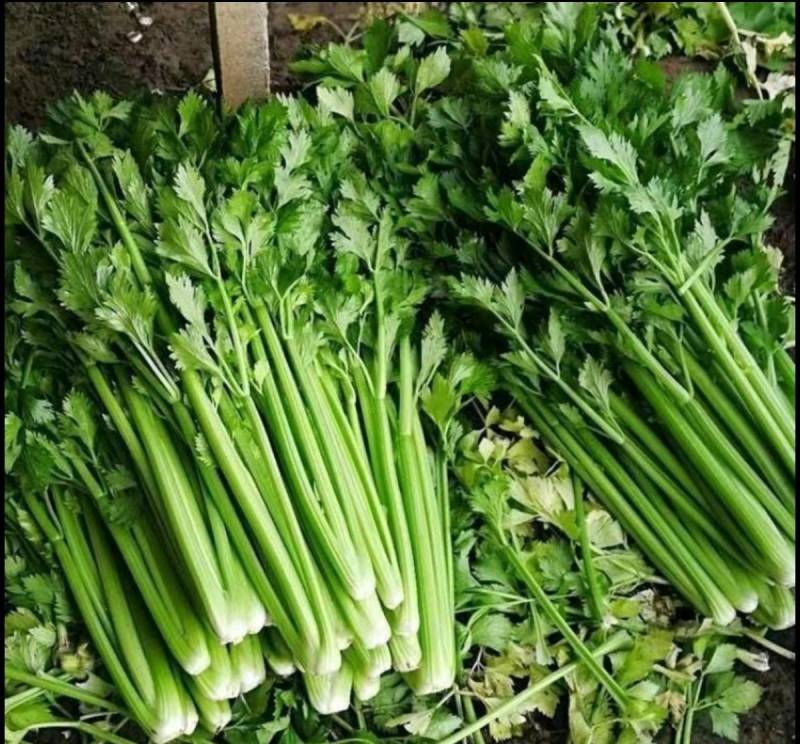 芹菜苗西芹苗法国皇后西芹穴盘苗现货直发