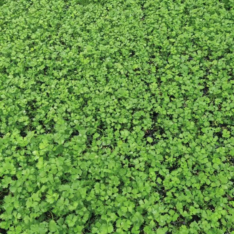 芹菜苗西芹苗法国皇后西芹穴盘苗现货直发