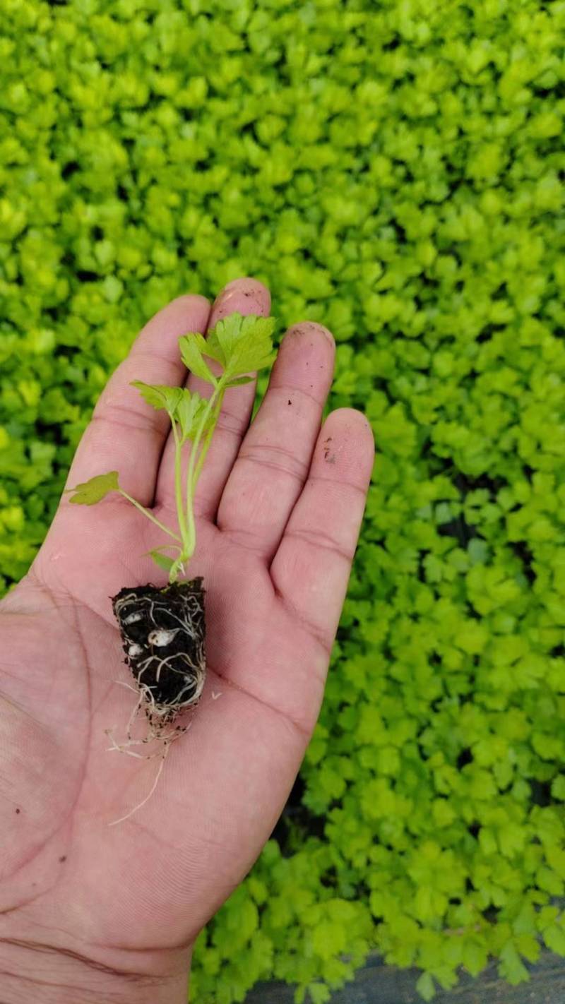 芹菜苗西芹苗法国皇后西芹穴盘苗现货直发
