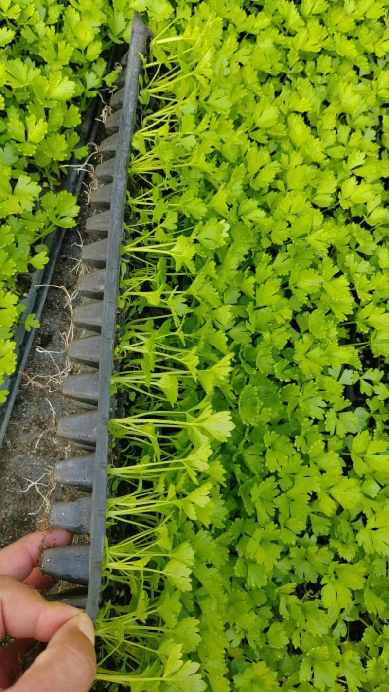 芹菜苗西芹苗法国皇后西芹穴盘苗现货直发