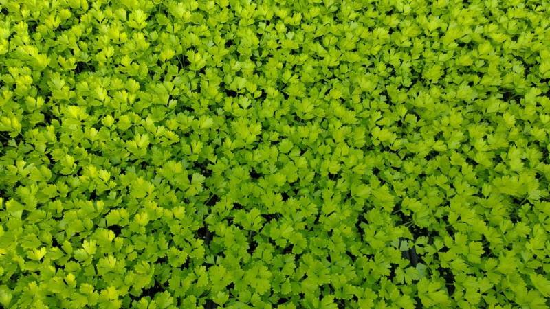 芹菜苗西芹苗法国皇后西芹穴盘苗现货直发