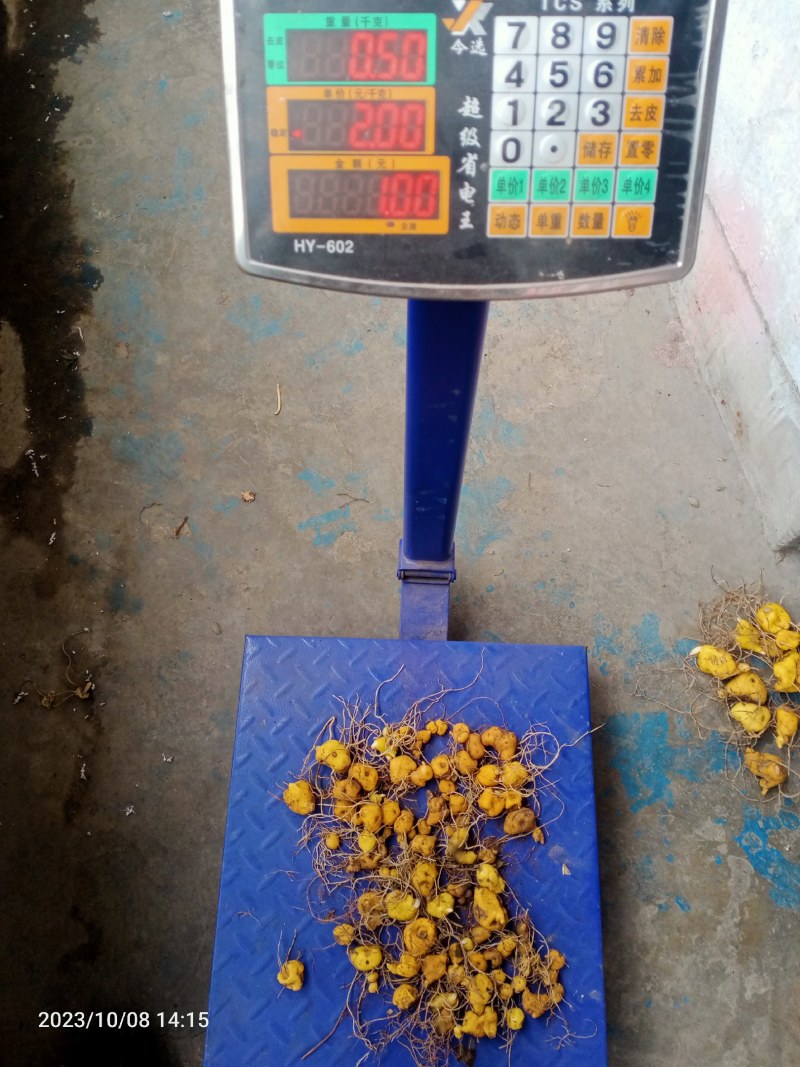 一年黄精种茎出售，一斤有50到70颗，需要的联系了