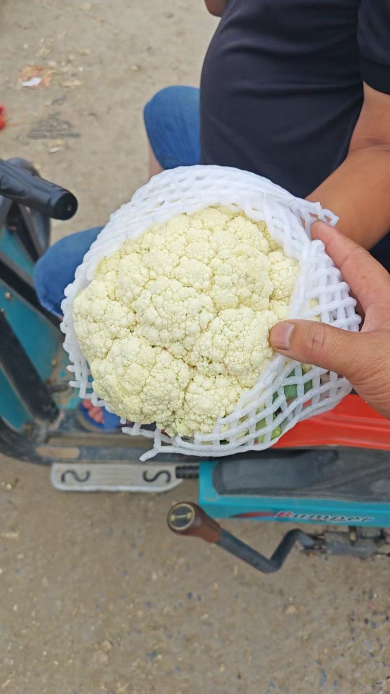 河南白面青梗有机花松花菜散花产地直发代发全国