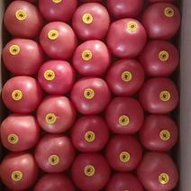 精品宁夏银川暖棚硬粉西红柿产地直发货源充足品质好