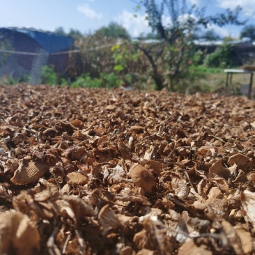 纯野生榛蘑干货不添加防腐剂自然晾晒