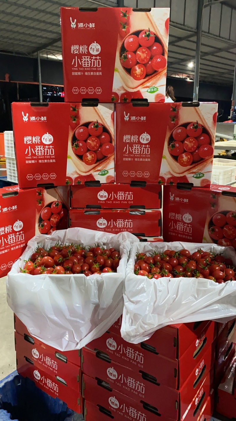 广东-电白千禧圣女果原产地直供【精品】平台团购批发礼盒装