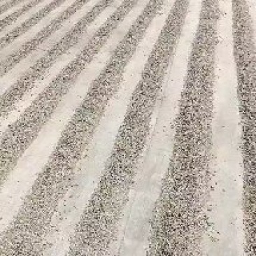 东营鹌鹑粪大量供应