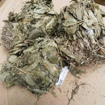 干见血清小叶货