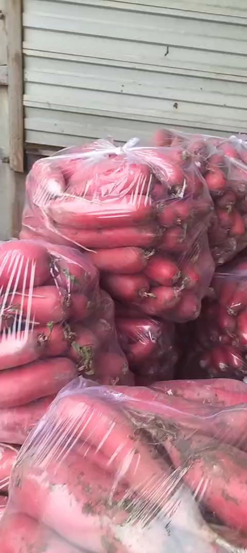 滕州水果萝卜，味甜爽口，脆而多汁，产地直销，欢迎选购。