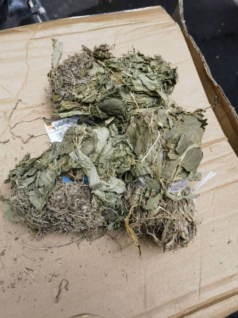 干见血清小叶货