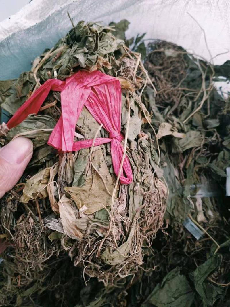 干见血清小叶货
