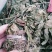 干见血清小叶货