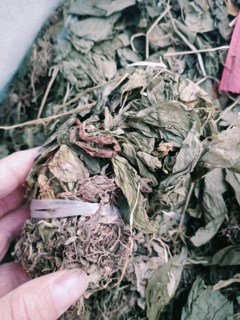 干见血清小叶货