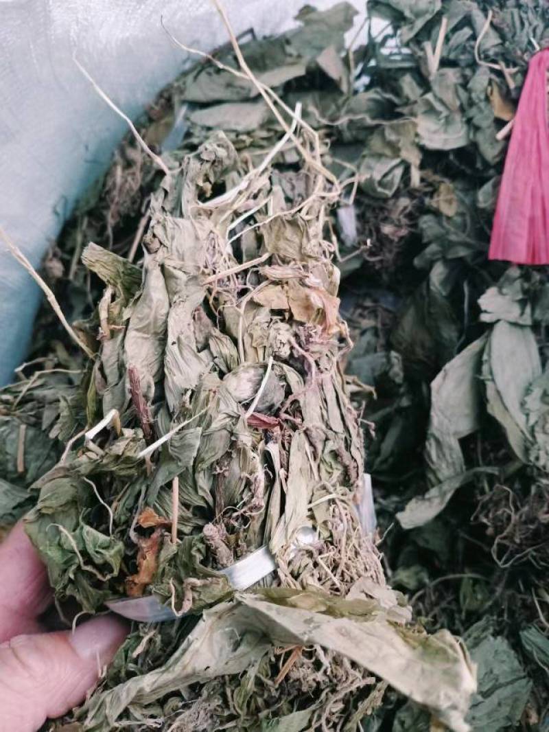 干见血清小叶货