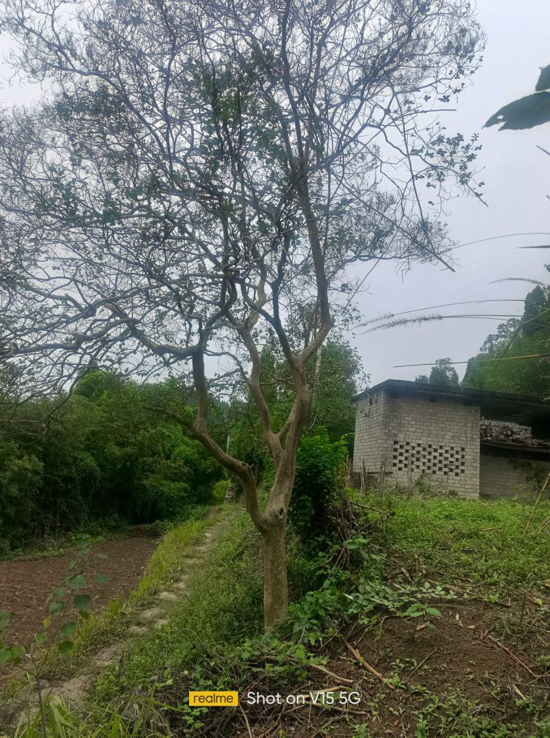 紫金花树